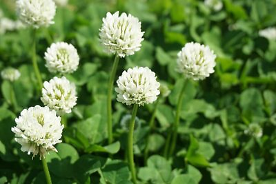 #ad Dutch White Clover Seeds to Plant $169.99