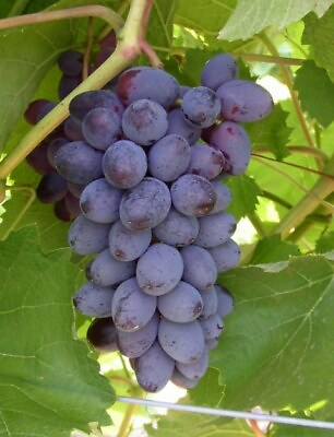 #ad 5pcs Jupiter Seedless Muscat Table grape cuttings 无核玫瑰香 麝香葡萄 US Seller $19.90
