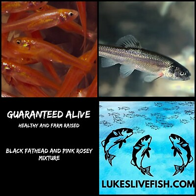 #ad 150 Live Feeder Fish Pink Tuffies Black Fatheads MIX 50 50 GUARANTEE ALIVE $45.00