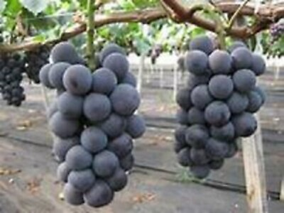 Kyoho grape 5 cuttings no roots $40.00