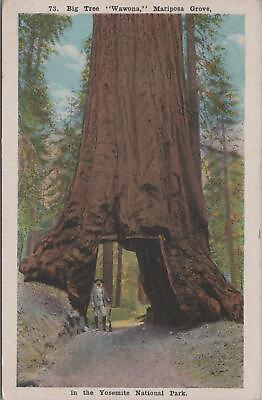 Postcard Big Tree Wagon Mariposa Grove Yosemite National Grove CA California $17.03