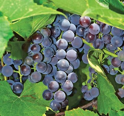 #ad #ad 5pcs Seedless Concord grape cuttings US Seller $19.99