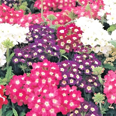 #ad 201VERBENA MIX Flower Seeds Groundcover Hanging Baskets Container Flower Garden $3.25
