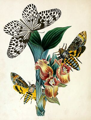 #ad 3292.Butterfly illustration from book POSTER.Home Wall Office Room Art decorate $60.00