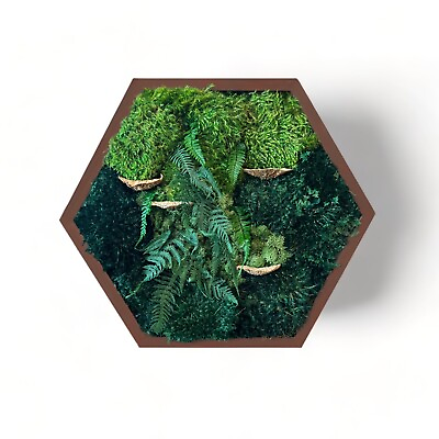 #ad Hexagon Moss Wall Art Frame 12quot; Wood Wall Art Decor with Preserved Moss $99.00