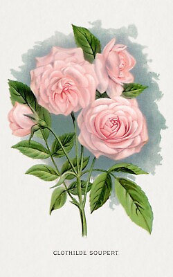 #ad 10277.Decor Poster.Room wall home art design.Garden Flower.Floral.Pink Roses $35.00