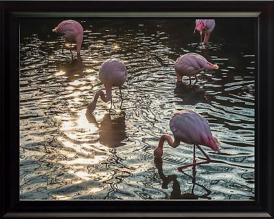 #ad Flamingo Wildlife Poster Print Picture or Framed Wall Art Christian Gifts $19.81