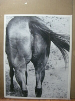 #ad Horse Butt Rear Vintage Poster 1967 in#G6145 $44.97