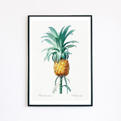 #ad Pineapple Botanical Vintage Fruit Illustration 7x5 Wall Decor Retro Art Print GBP 3.95