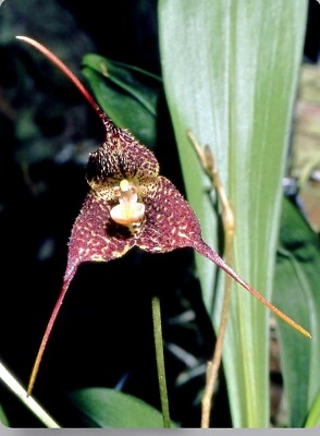 #ad Dracula minax Big Plants Red White Orchid Species SPIKING 4” Pot $79.99