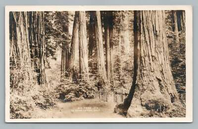 Big Tree Inn LA HONDA Canyon RPPC Antique Santa Cruz Redwoods Photo 1927 $19.99
