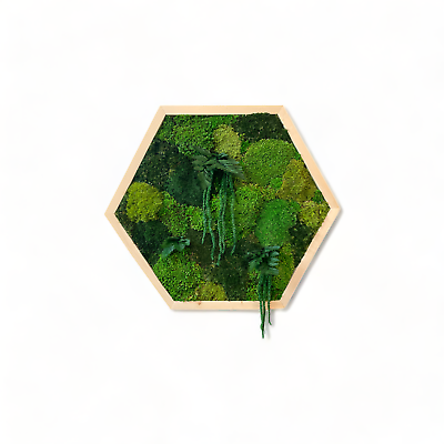 #ad Hexagon Moss Wall Art Frame 12quot; Wood Wall Art Decor with Preserved Moss $99.95