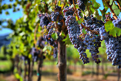 30 Grape vine Seeds Grape Seeds for Planting Wine Grape Fruit Vitis vinifera $4.95