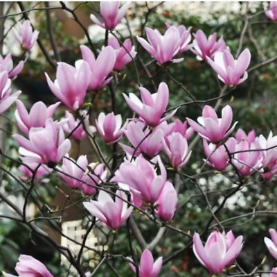 #ad Jane Magnolia. live tree seedling 7 to 13 inches $14.00