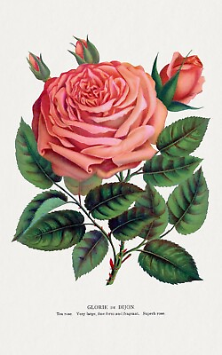 #ad 10299.Decor Poster.Room wall home art design.Garden Flower.Floral.Dijon Rose $35.00