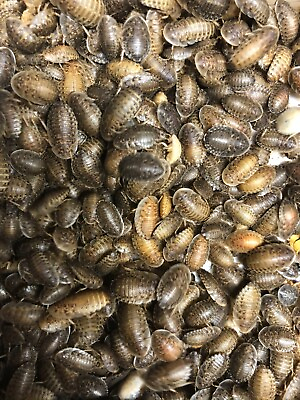 #ad Dubia Roaches Small Medium Large amp; Feeder Males Live Arrival Guaranteed $110.00
