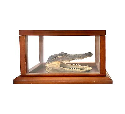 #ad #ad Alligator Taxidermy Head in Wood Glass Display Case Vintage Home Decor Gift $265.00