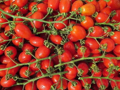 #ad 25 Crovarese Italian Grape Tomato Seeds NON GMO $1.50