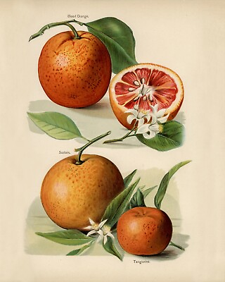 #ad 12857.Poster print.Room Wall design.Vintage garden fruit.Oranges.Kitchen decor $60.00