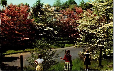 #ad #ad Vintage CT Connecticut Postcard Children Enjoying the Dogwood Trees 1961 $3.98