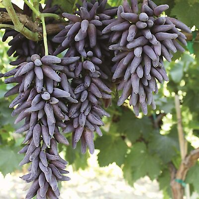 #ad LADYFINGER SEEDLESS GRAPE VINE 5 unrooted cuttings for rooting or grafting $50.00