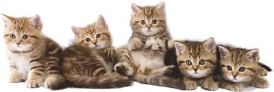 #ad WALL STICKERS CAT Small Cats Kittens 5 Cats Vinyl Sticker Children#x27;s Room $34.76