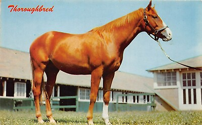 #ad Fort Wayne IN Indiana Thoroughbred Stallion Horse Racing Equine Vtg Postcard T9 $4.95