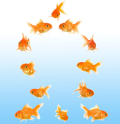 #ad Vinyl Stickers 12 Goldfish Wall Decals Peel and Stick Wall Decor Stickers for Ho $7.99