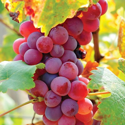 #ad Grape Vine RED FLAME SEEDLESS Vitis vinifera 1 1 2 ft Live Edible Fruit Plant $40.00