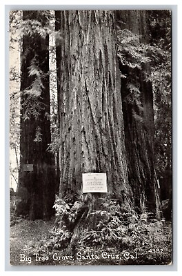 Big Tree Grove Santa Cruz California CA Postcard $5.39