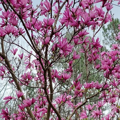 #ad Ann Magnolia Starter Tree Live Tree Breaking Dormancy Bareroot $29.95