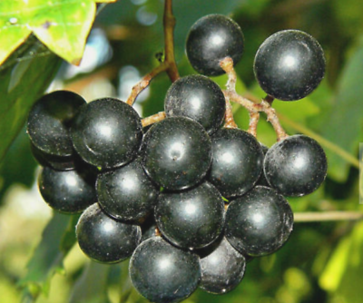 10 BLACK MUSCADINE GRAPE Seeds Vitis Vinifera Southern Grape $6.50