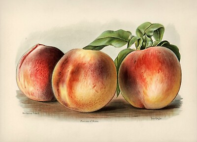 #ad 12830.Poster print.Room Wall design.Vintage garden fruit.Peaches.Kitchen decor $60.00