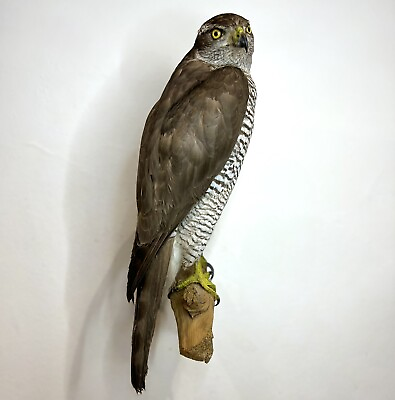 Vintage Taxidermy Mount Real Stuffed Sparrow Hawk Accipiter Nisus Wall For Sale $225.00