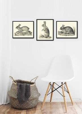 #ad Rabbit Bunny Prints Wall Art Set of 3 Antique Vintage Black and White Unframed $33.00