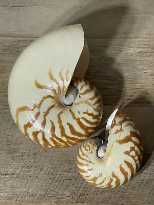 #ad Chamber Nautilus Pompilius Seashells Beach Nautical Coastal Decor 2 $59.99