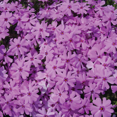 #ad 50 Fort Hill Phlox Seeds Flower Perennial Seed Flowers Butterfly 1246 US SELLER $3.99