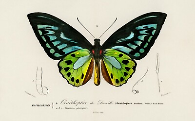 #ad 12216.Decoration POSTER.Room interior wall art.Nature illustration.Butterfly $60.00