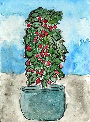 #ad ACEO Original Naive Modern Art Watercolor Painting Tomato Plant Gardening Spring $6.99