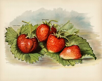 #ad 12862.Poster print.Room Wall design.Vintage garden fruit.Berries.Kitchen decor $60.00