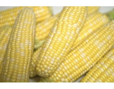 #ad Peaches and Cream Corn 1 LB 1850 Seeds Free Shipping 95% Germ Bap My Ngot $29.86