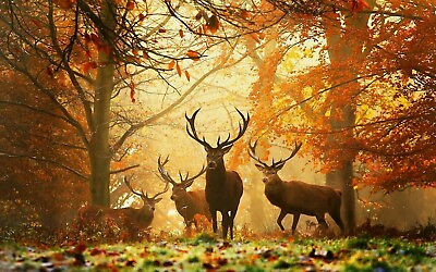 DEERS AUTUMN ABSTRACT LARGE WALL ART CANVAS FRAMED PICTURE 20X30 INCHES GBP 23.00