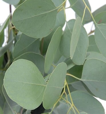 #ad Silver Dollar Tree Eucalyptus Eucalyptus Cinera 25 Seeds $5.99