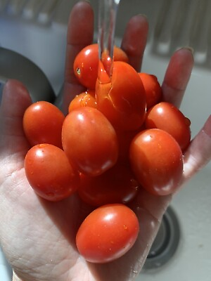 #ad 100 Grape Tomato 🍅 Seeds Plant Organic NonGMO Garden Vegetable Fruit Edible $2.99