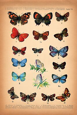 #ad 8475.Decoration Poster.Home Room wall interior art design.Butterflies in color $60.00