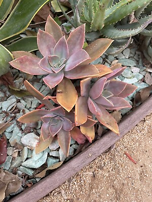 #ad #ad Cluster graptoveria Fred Ives 3 Head Ship With Bare Rooted $26.00