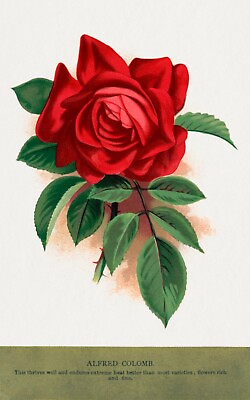 #ad 10286.Decor Poster.Room wall home art design.Garden Flower.Floral.Red Rose $35.00