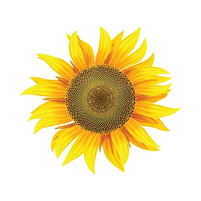 #ad Sunflower Vinyl Decal for Indoors or Outdoors Available in Various Sizes $6.00