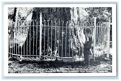 c1910#x27;s The Big Tree Oldest Cypress In The US Fence Orlando Florida FL Postcard $19.95