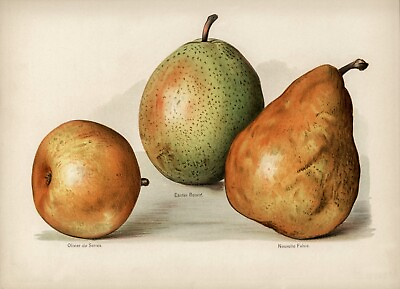 #ad 12824.Poster print.Room Wall design.Vintage garden fruit.Pears.Kitchen decor $60.00